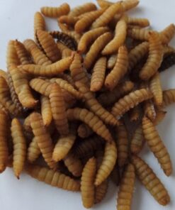 Soldaterflue / Hermetia 1 Liter ( 450g )