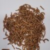 Levende Melorm 1000 gram