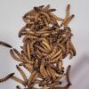 Morio orm (Zophobas morio) - 100 g