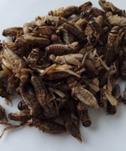 Fårekylling frosne - Nr 7 ( str. 20-25 mm )