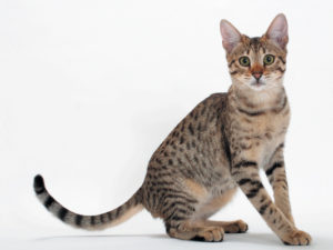 Kat